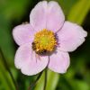 Anemone mit Biene