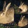 Hase
