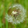 Pusteblume