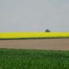 Rapsfeld