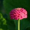 Zinnie