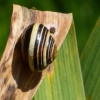 Schnecke