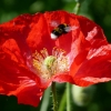 Mohn