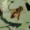 Schwebfliege