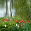 Tulpen am Teich