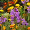 Farben des Herbstes
