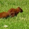 Eichhörnchen