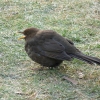 Amsel