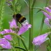 Hummel