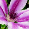 Clematis