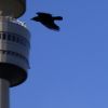 Rabe kreist um TV tower