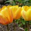 Tulpen
