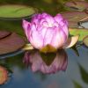 Seerose