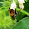 Hummel