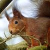 Eichhörnchen im Baum