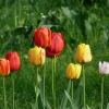 Tulpen