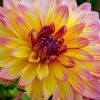Dahlie