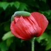 Mohn