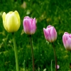 Vier Tulpen