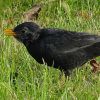 Amsel
