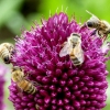 Vier Bienen
