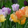 Tulpen