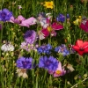 Blumenwiese