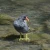 Teichhuhn