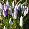 Krokusse