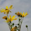 Helianthus Tuberosus