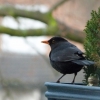 Amsel
