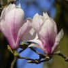Magnolien