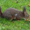 Eichhörnchen hat die Nuss geknackt