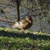 Ente