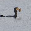Kormoran mit Fisch