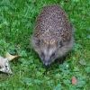 Igel