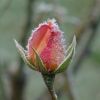 Rose mit Raureif