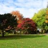 Herbstbäume