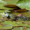 Frosch