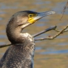 Kormoran