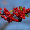Beeren