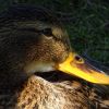 Ente im Licht und Schatten