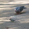 Taube und Meise