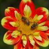 Bienen