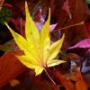 Herbstblatt