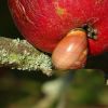 Schnecke am Apfel