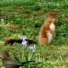 Eichhörnchen und Amsel