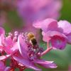 Tellerhortensie mit Biene