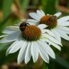 Echinacea mit Hummel