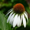 Echinacea